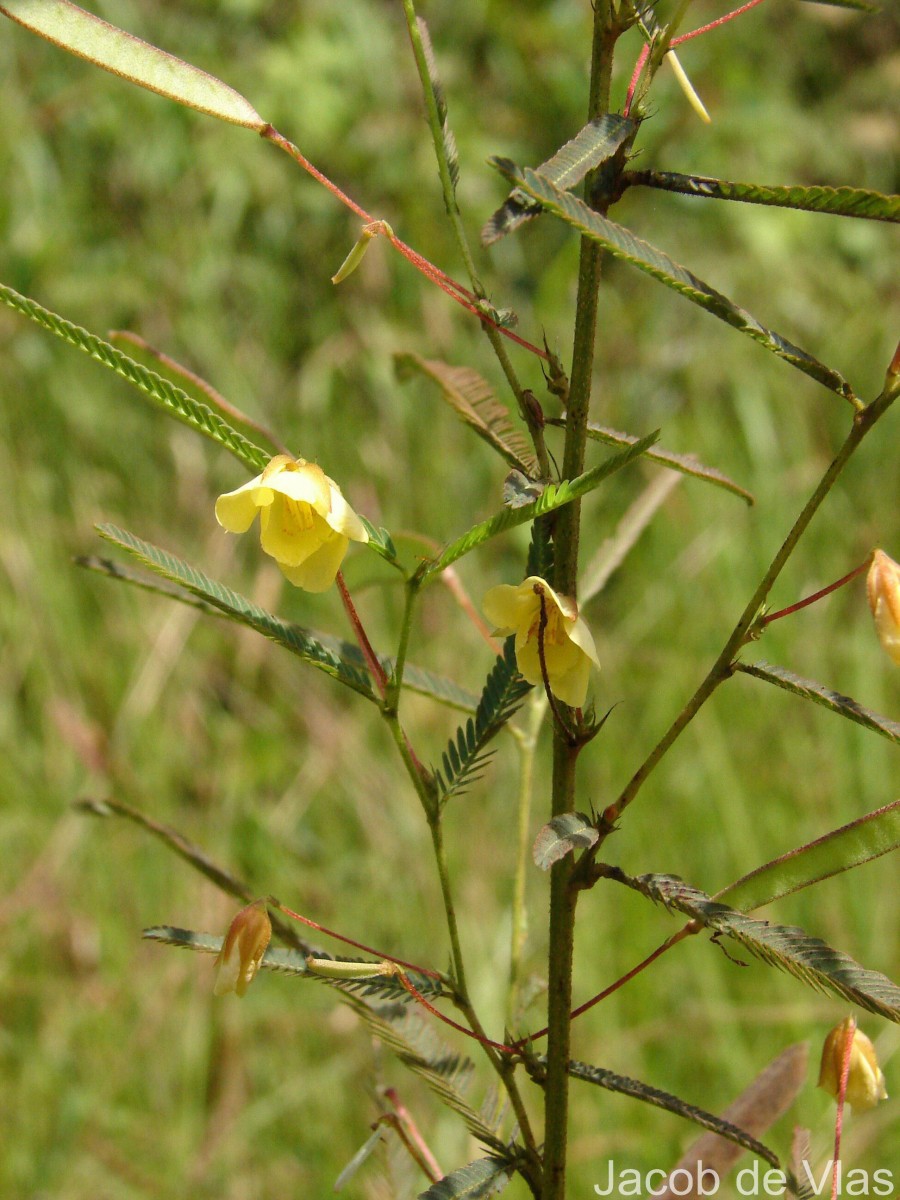 Chamaecrista mimosoides (L.) Greene